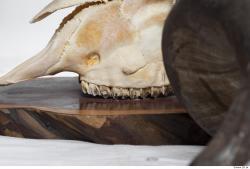 Photo Textures of Mouflon Skull 